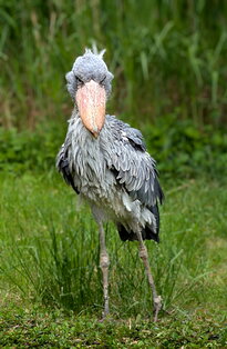 Vogelpark2