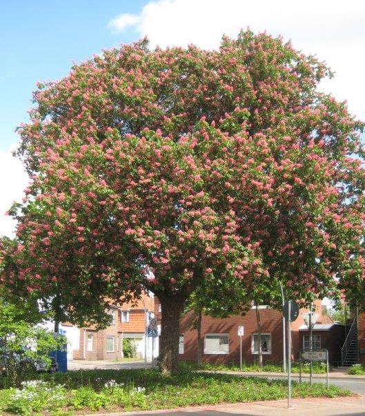 Grüne Stadt Grüntaten