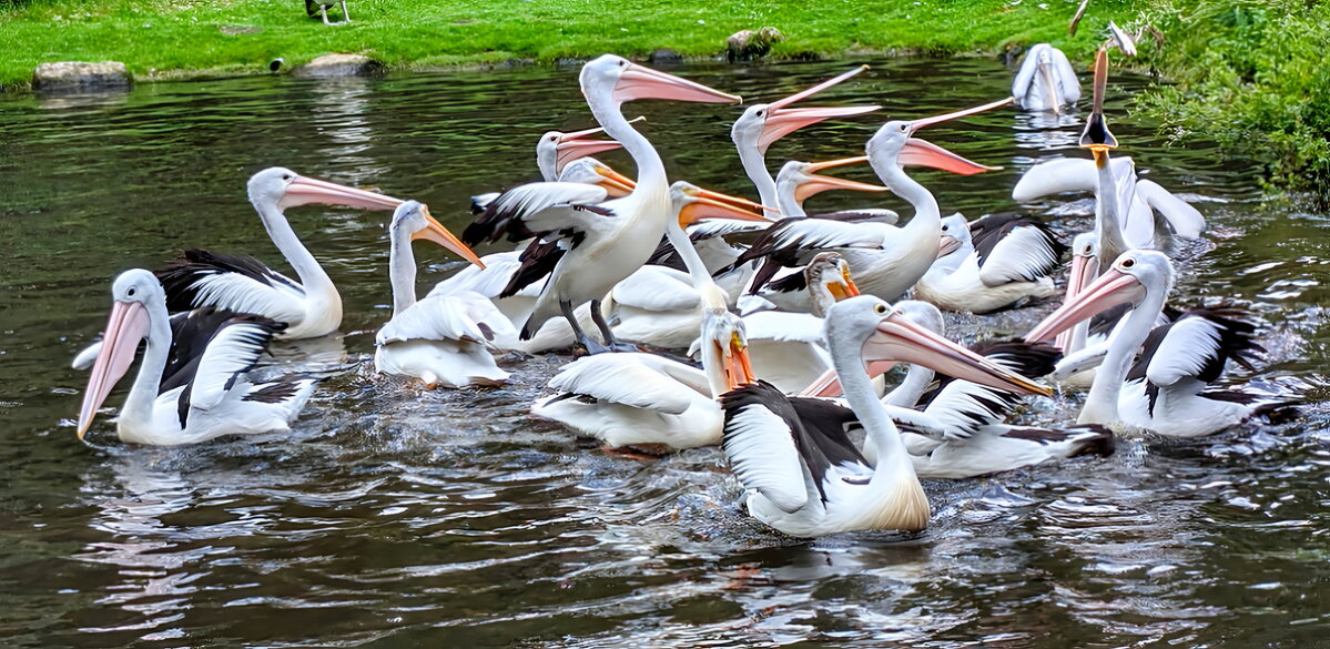Vogelpark4 Vogelpark4