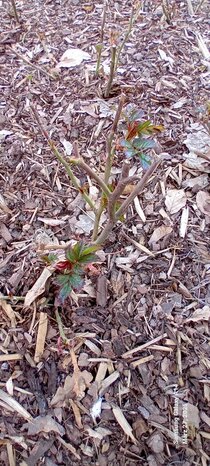 Rosenbeet 8 Triebe