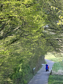 Wald am Landkreisgebäude