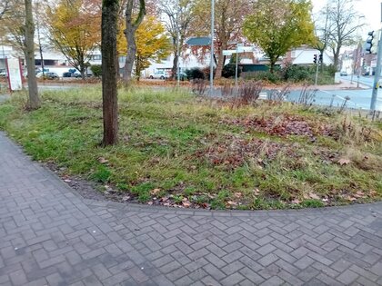 Rosenbeet 1 vorher