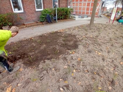 Rosenbeet 4 Einsetzen der Pflanzen